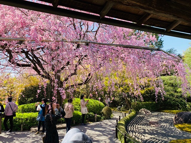 退蔵院桜